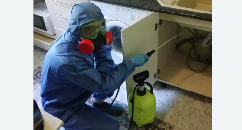 Уничтожение муравьев в квартире. Дмитровский Погост