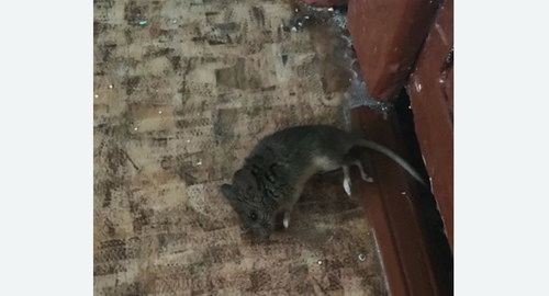 Дезинфекция от мышей в Дмитровском Погосте