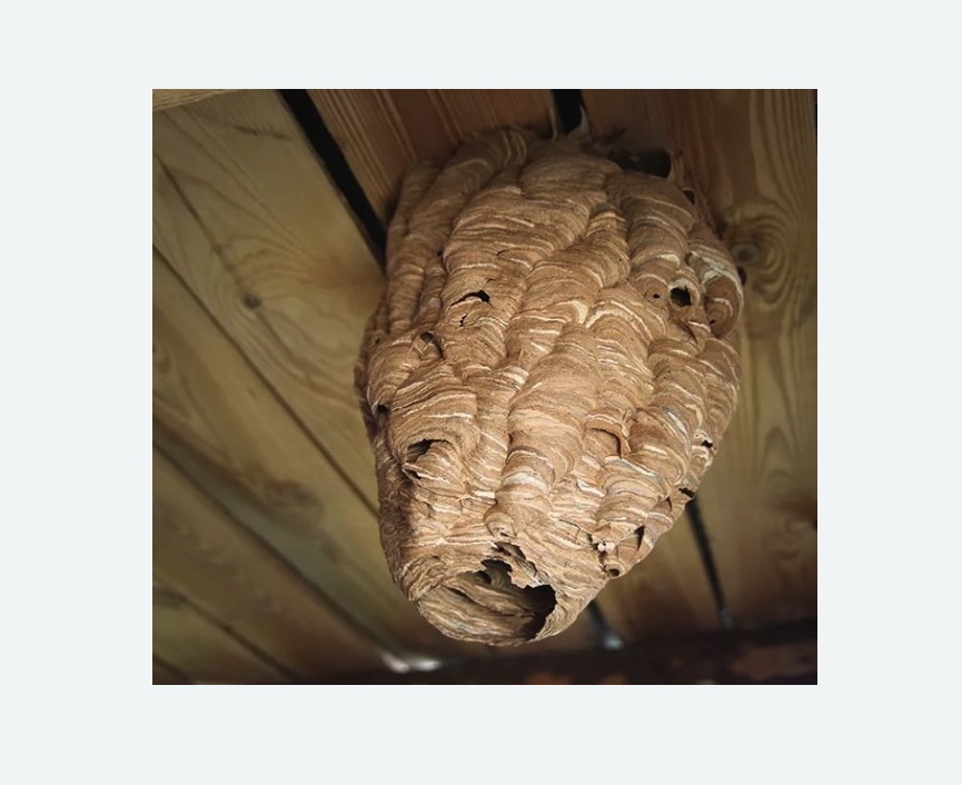 обработка от шершней в Дмитровском Погосте