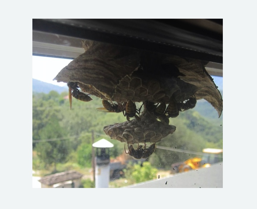 Уничтожение гнёзд шершней в Дмитровском Погосте