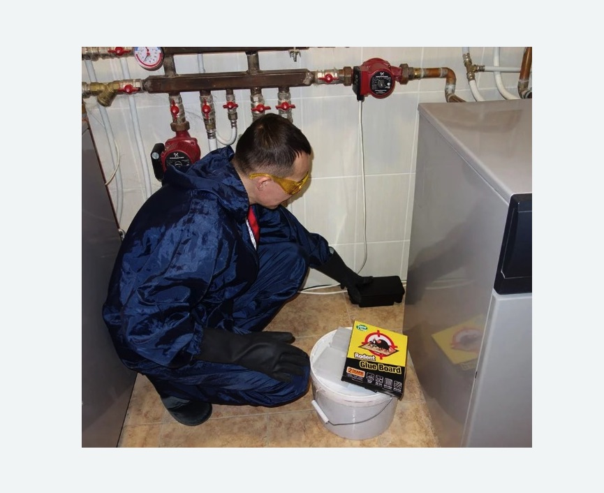 Уничтожение крыс в Дмитровском Погосте