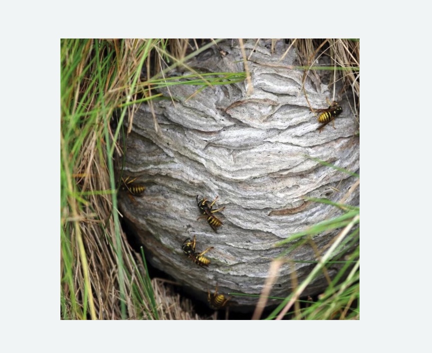 Уничтожение ос и ульев в Дмитровском Погосте